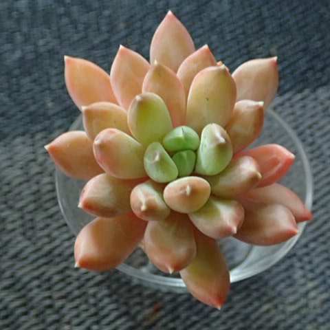 f:id:enishisoul:20190316052307j:plain f:id:enishisoul:20190316052307j:plain