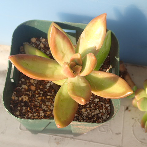 f:id:enishisoul:20190316052912j:plain f:id:enishisoul:20190316052912j:plain