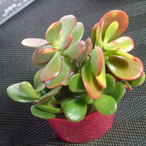 f:id:enishisoul:20190316053030j:plain f:id:enishisoul:20190316053030j:plain