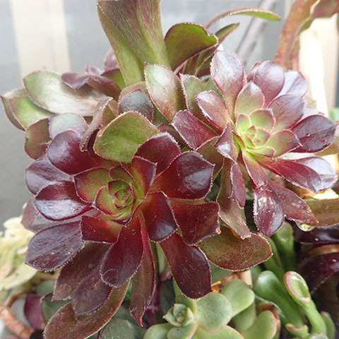 f:id:enishisoul:20190316053143j:plain f:id:enishisoul:20190316053143j:plain