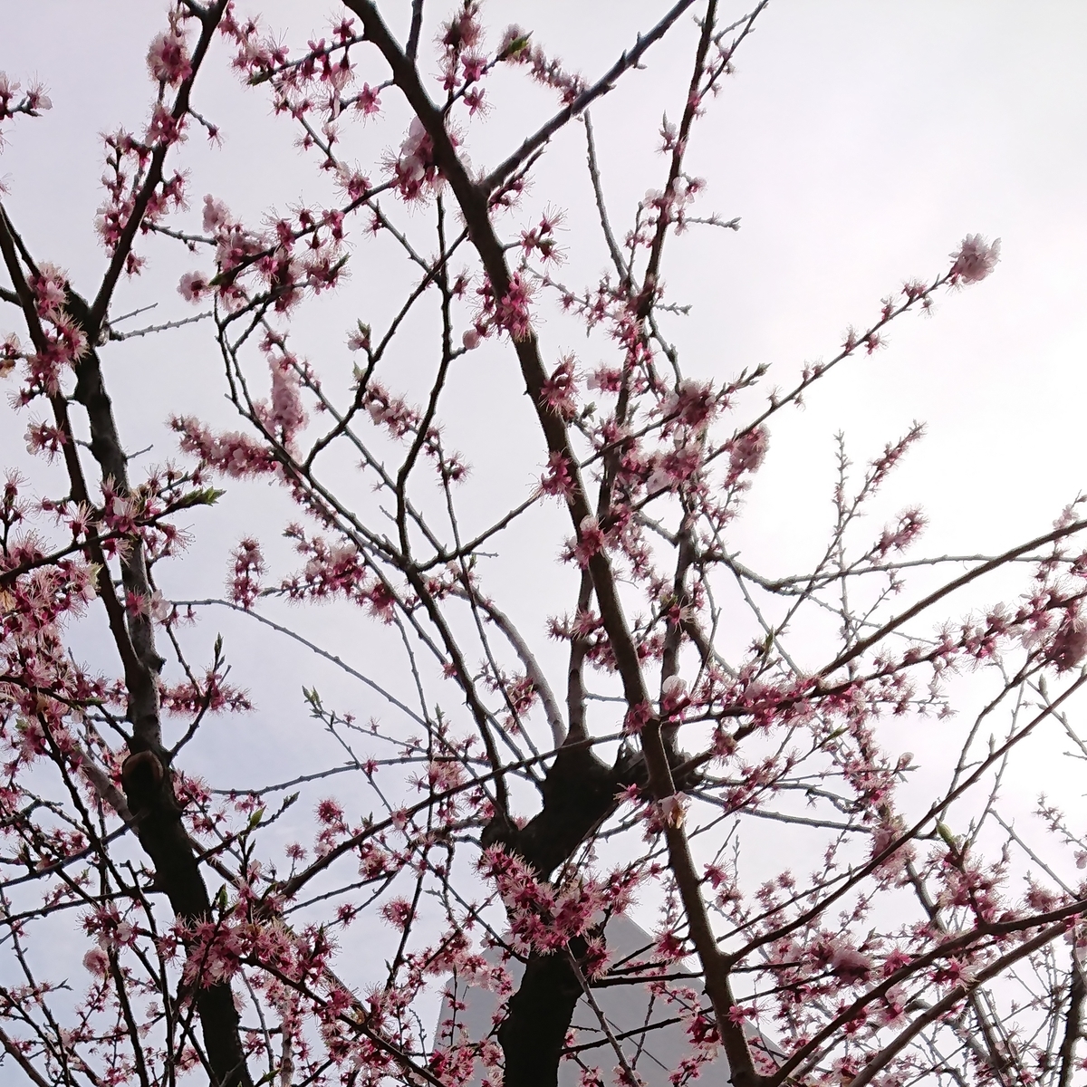 f:id:enishisoul:20190322180827j:plain