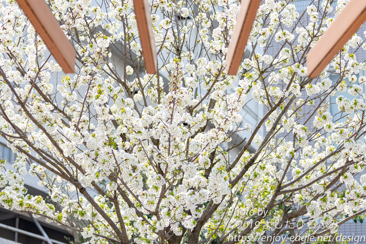 f:id:enjoy-eagle:20190408092044j:plain f:id:enjoy-eagle:20190408092044j:plain