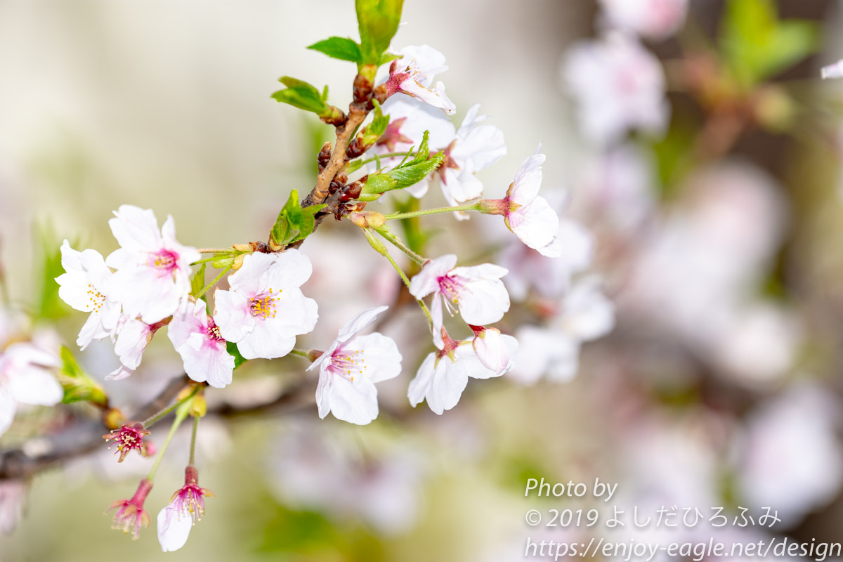 f:id:enjoy-eagle:20190408092048j:plain f:id:enjoy-eagle:20190408092048j:plain