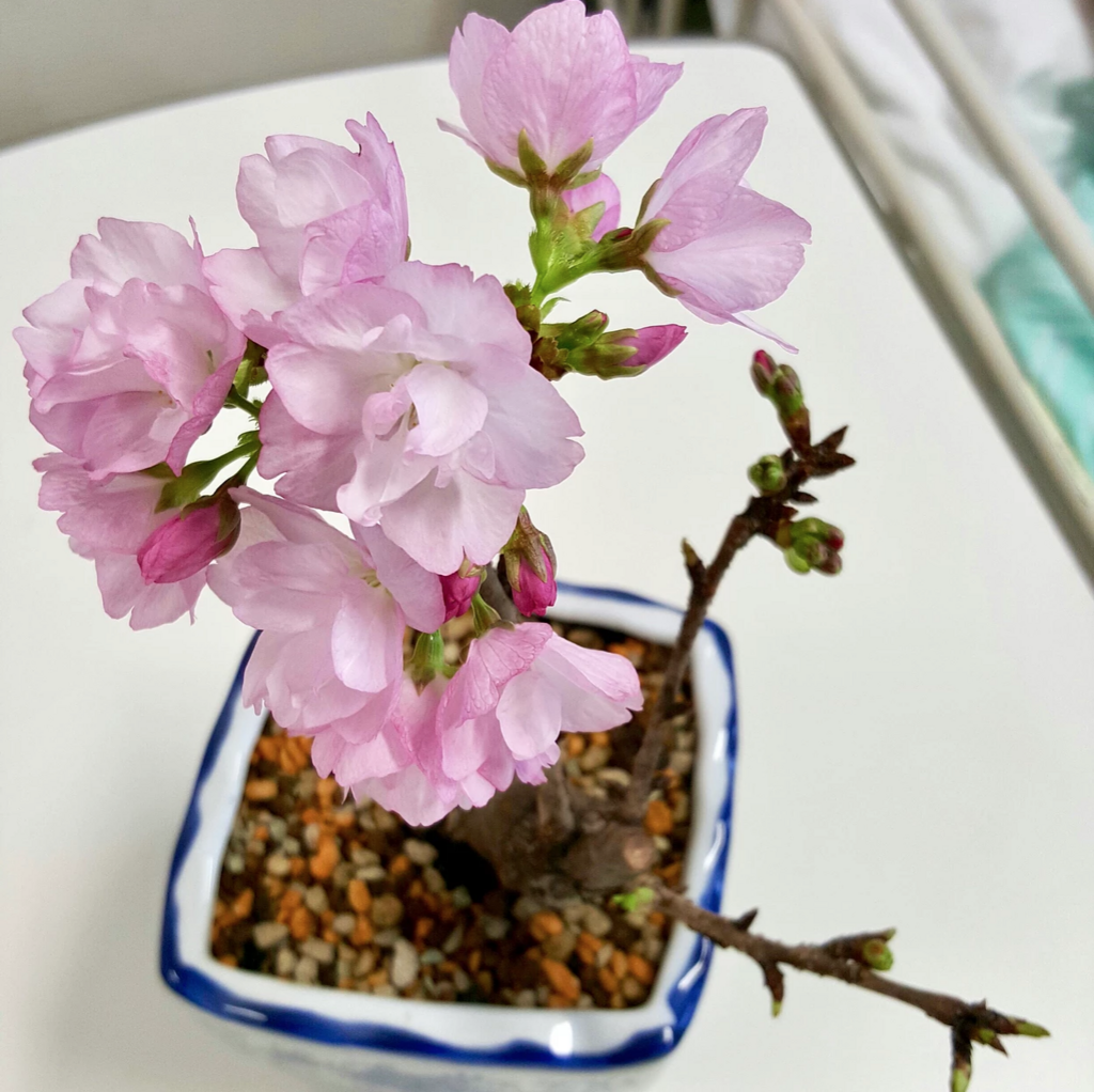 f:id:enjoybotanicallife:20180711030339p:plain f:id:enjoybotanicallife:20180711030339p:plain