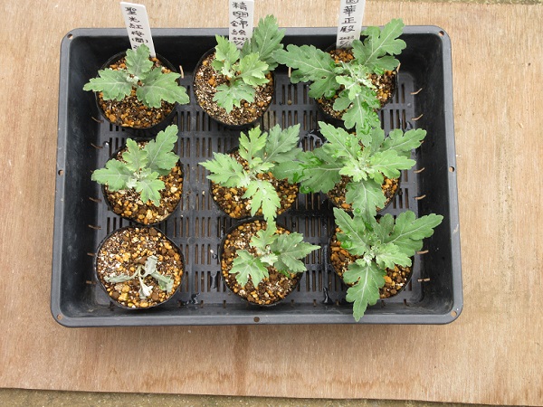 大輪菊の育て方 さし芽苗の穂先のピンチ 摘芯 の仕方 Enjoylifetan S Blog