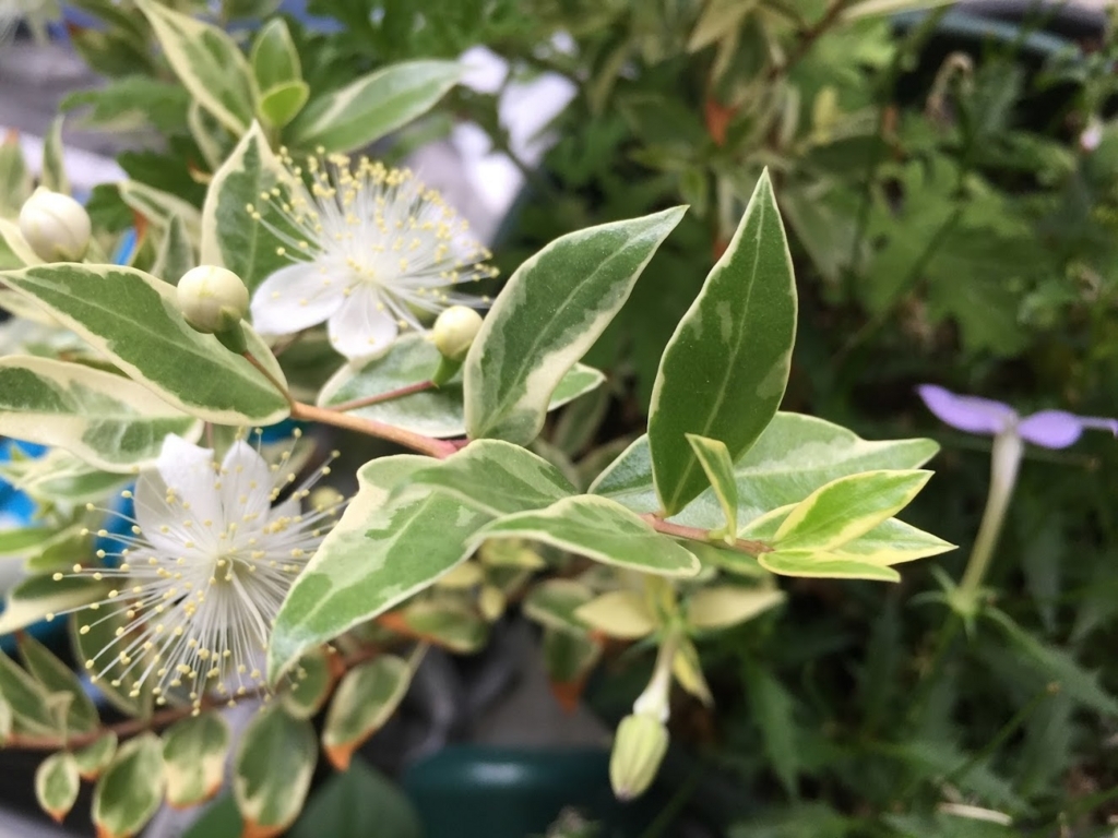 キンバイカ マートル の花が咲いた Enjoysoul S Diary