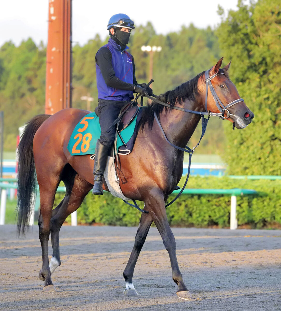 いざ新潟へ 伝説の幕開け ソネットフレーズ 一口馬主でダービーオーナーになるまで