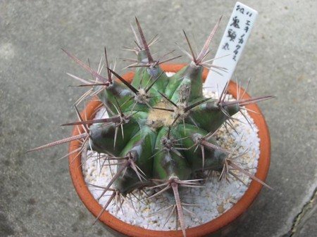 植物/観葉植物 エキノカクタス 鬼頭丸