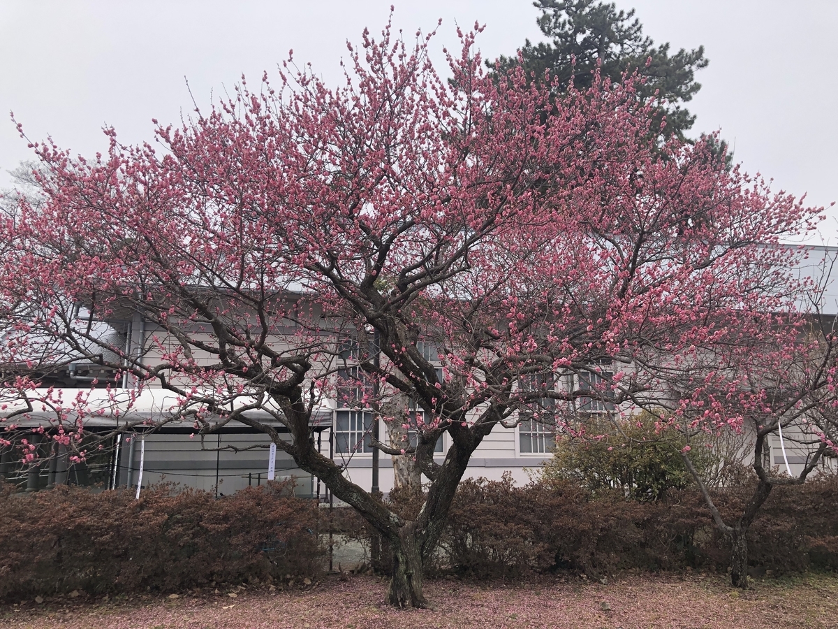 f:id:ennchang:20220227140714j:plain