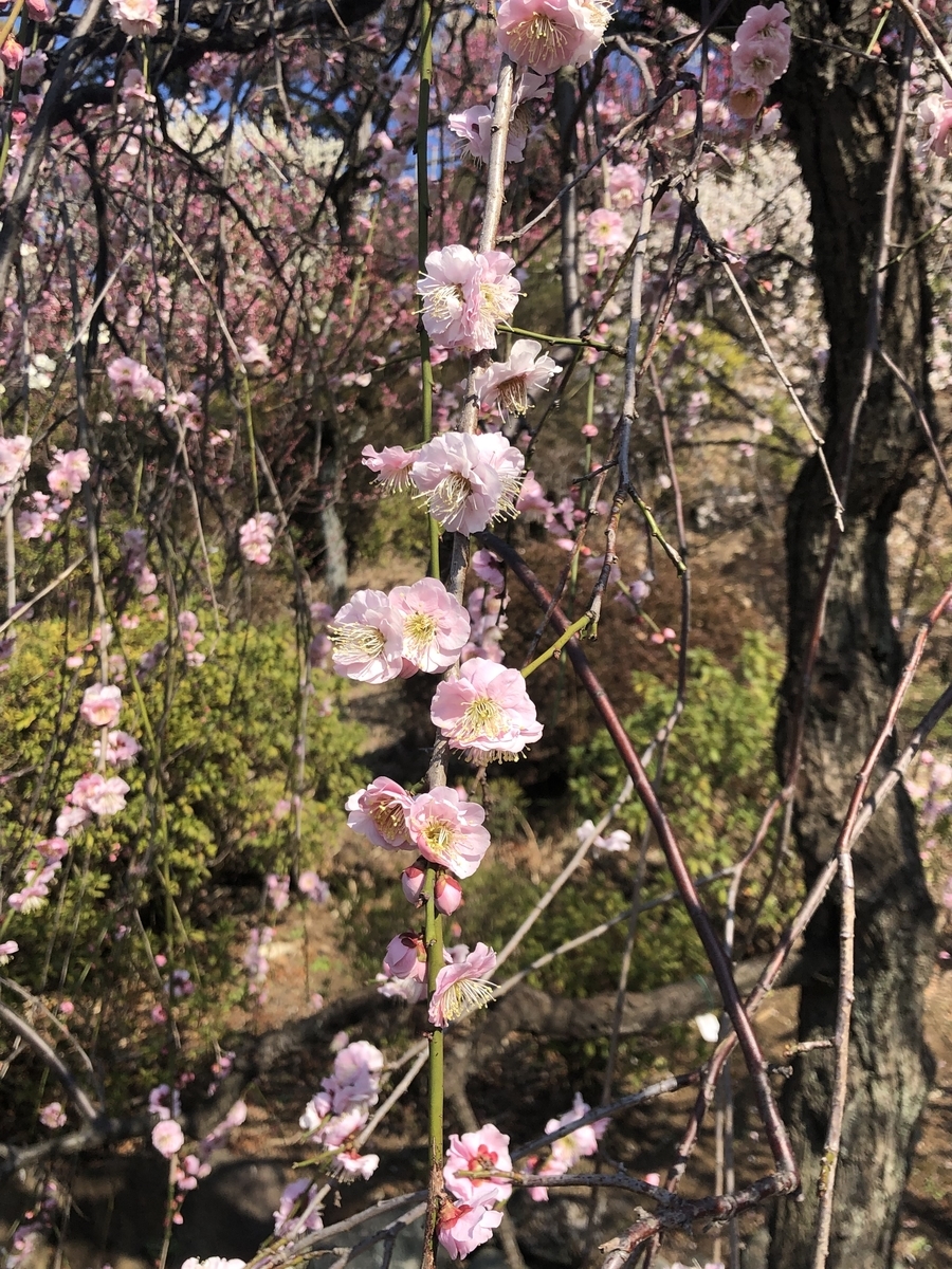 f:id:ennchang:20220313170514j:plain