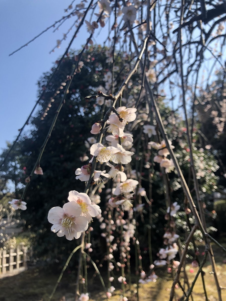 f:id:ennchang:20220313171015j:plain