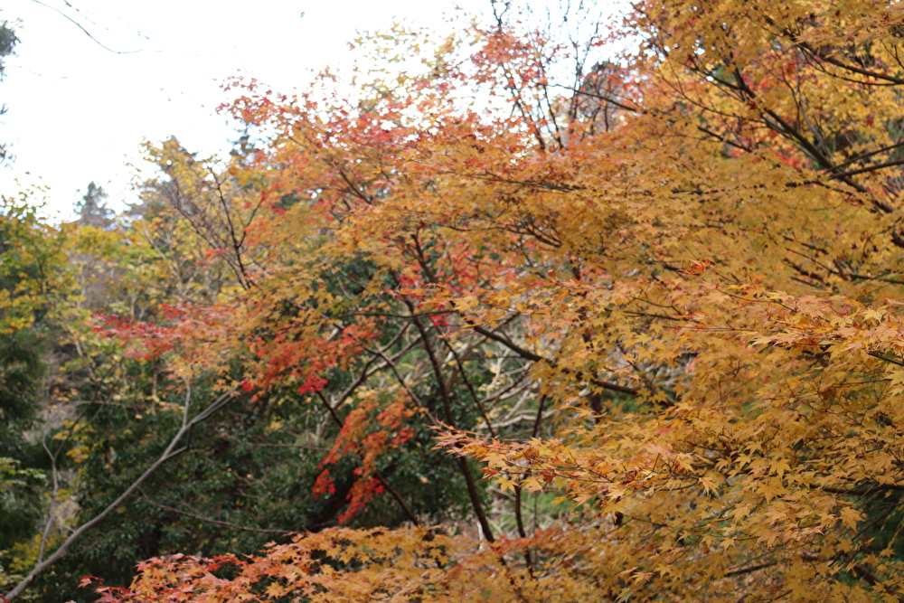 f:id:enoki3120:20211206084444j:plain