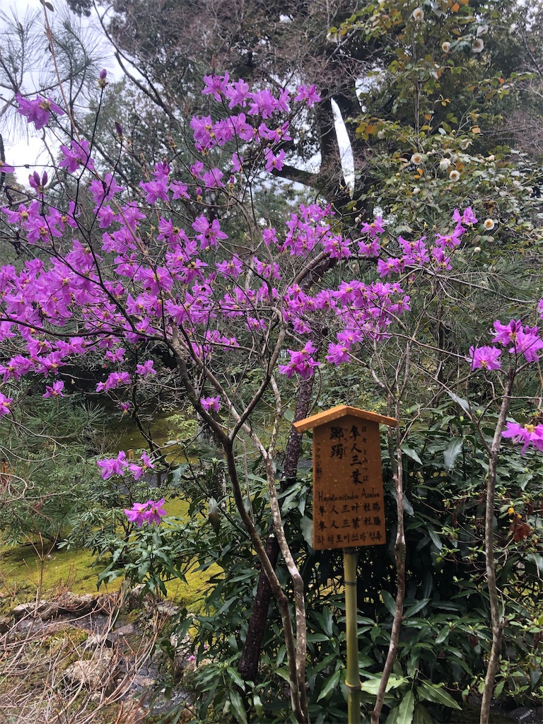 f:id:enokilover:20210317071755j:image f:id:enokilover:20210317071755j:image