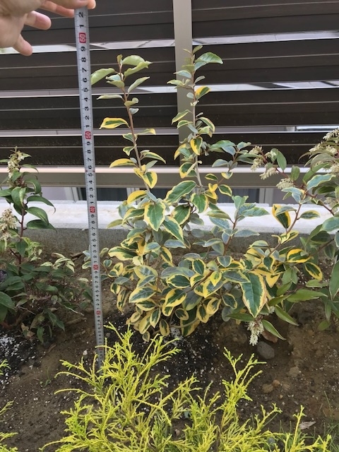 洋にも和にも合う】ナワシログミ ギルドエッジの成長記録と開花 洋にも和にも合う】ナワシログミ ギルドエッジの成長記録と開花