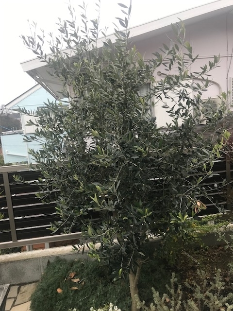 シンボルツリーの定番 地植えした オリーブ ロシオーラ の2年間の驚異的な成長と開花 パパの手間いらず庭づくり シンボルツリーの定番 地植えした オリーブ ロシオーラ の2年間の驚異的な成長と開花 パパの手間いらず庭づくり