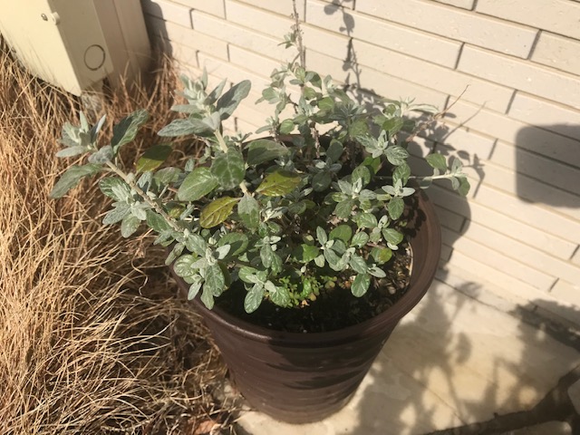 常緑シルバーリーフ ツリージャーマンダー の成長記録 植え付けから紫花の開花まで パパの手間いらず庭づくり 常緑シルバーリーフ ツリージャーマンダー の成長記録 植え付けから紫花の開花まで パパの手間いらず庭づくり