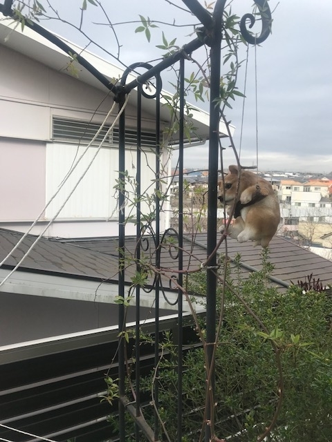 白モッコウバラ】ガーデンアーチに誘引後の2年間の驚異的な成長と開花 