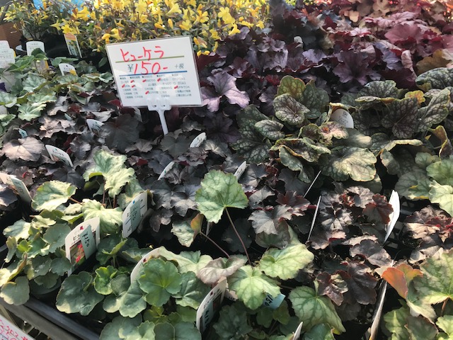 神奈川 寒川町の優良園芸店Floral Leaf（フローラルリーフ）に行ってき