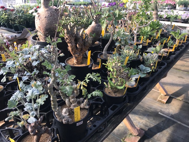 神奈川 寒川町の優良園芸店Floral Leaf（フローラルリーフ）に行ってき