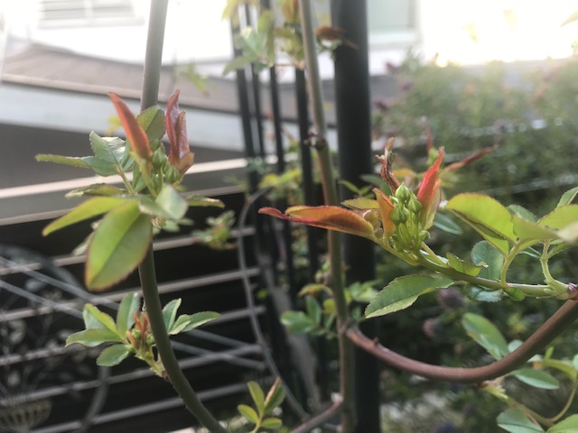 白モッコウバラ】ガーデンアーチに誘引後の2年間の驚異的な成長と開花 