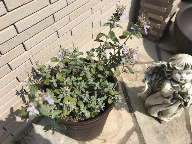 常緑シルバーリーフ ツリージャーマンダー の成長記録 植え付けから紫花の開花まで パパの手間いらず庭づくり 常緑シルバーリーフ ツリージャーマンダー の成長記録 植え付けから紫花の開花まで パパの手間いらず庭づくり