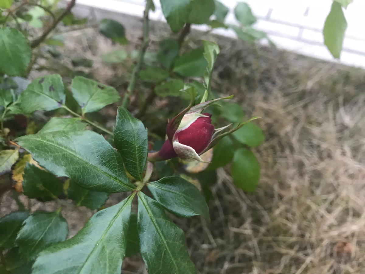 f:id:enoshima07:20200416095037p:plain