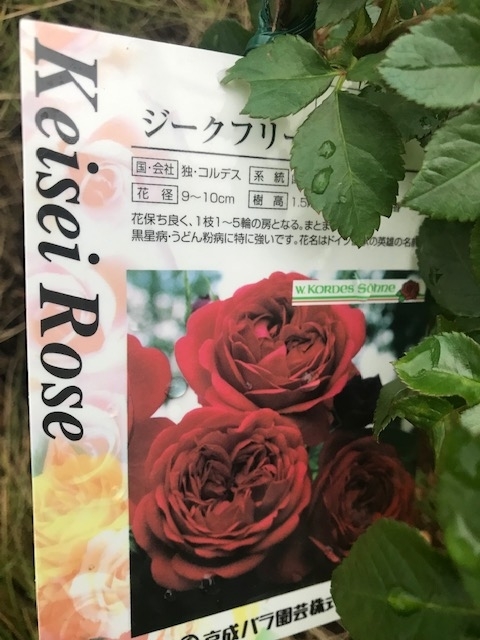 丈夫で育てやすい 至高の赤バラ ジークフリート Siegfried の成長 大苗の植え付けから初の開花まで パパの手間いらず庭づくり