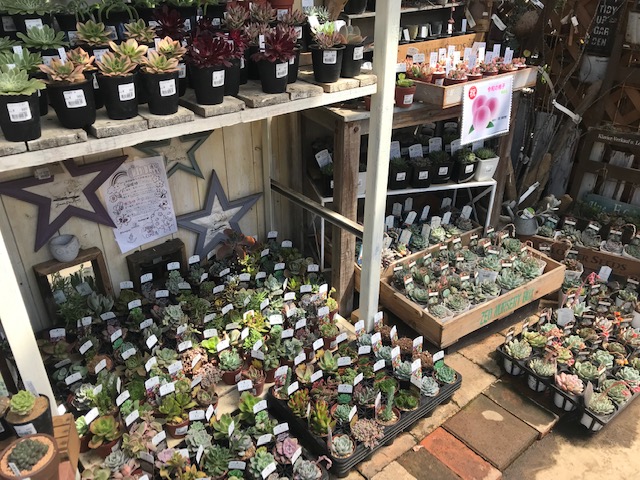 神奈川の大型園芸店 グリーンファーム Green Farm 戸塚深谷店に訪問 パパの手間いらず庭づくり