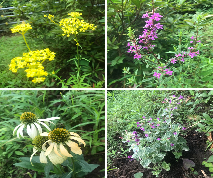 裏庭に植えた宿根草 ナチュラルガーデンを目指して パパの手間いらず庭づくり