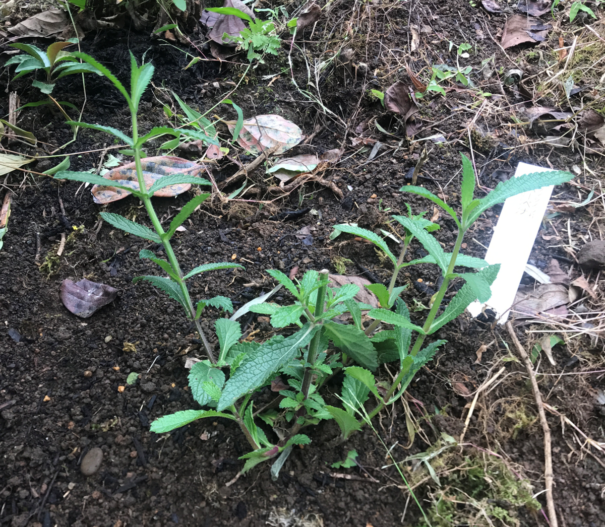 裏庭に植えた宿根草 秋植えしたおすすめ宿根草11種 パパの手間いらず庭づくり 裏庭に植えた宿根草 秋植えしたおすすめ宿根草11種 パパの手間いらず庭づくり