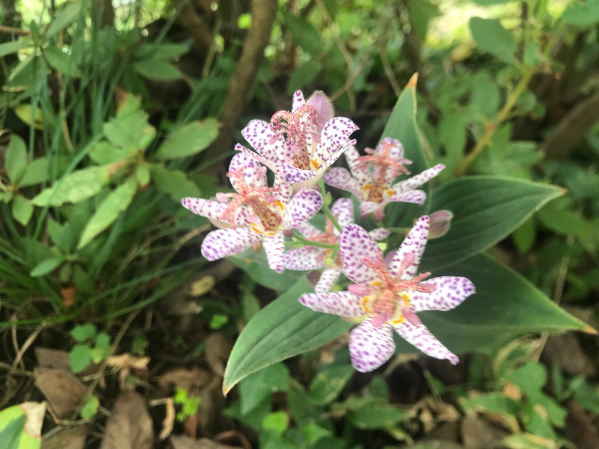 雑草には見えない植物の名前は キレイな花を咲かせる雑草９選まとめ パパの手間いらず庭づくり