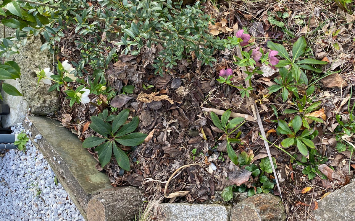 クリスマスローズ】小さなノーブランド3号ポット苗が開花するまでの