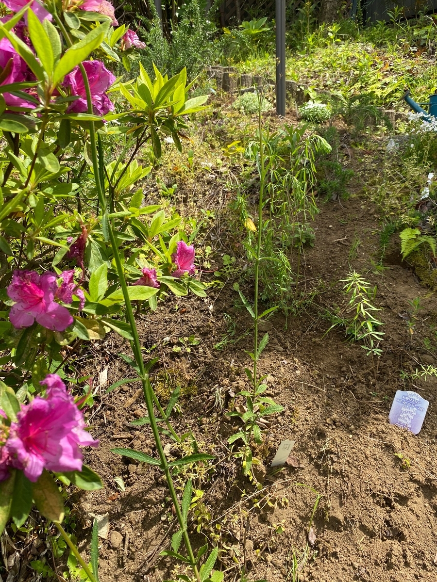 背の高いナチュラルな雰囲気の宿根草 バーベナ ボナリエンシス の１年間の成長と開花 パパの手間いらず庭づくり