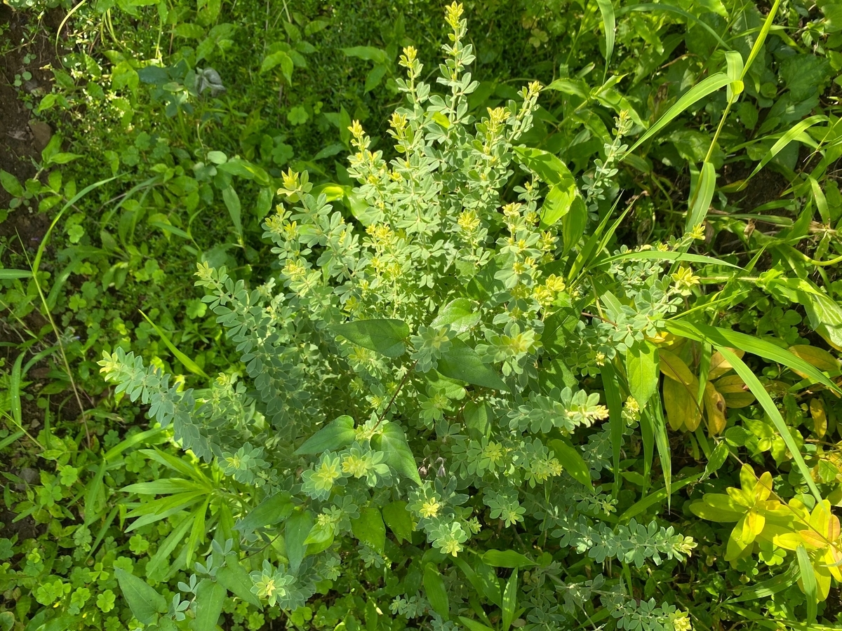 フワフワの黄色葉が可愛いらしい ロータス ブリムストーン の成長と開花 過去３度の育成記録まとめ パパの手間いらず庭づくり