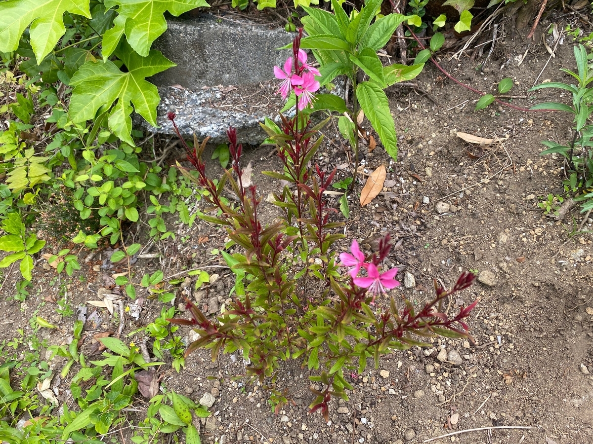 ピンク花のコンパクトガウラ グレース の成長と開花 パパの手間いらず庭づくり