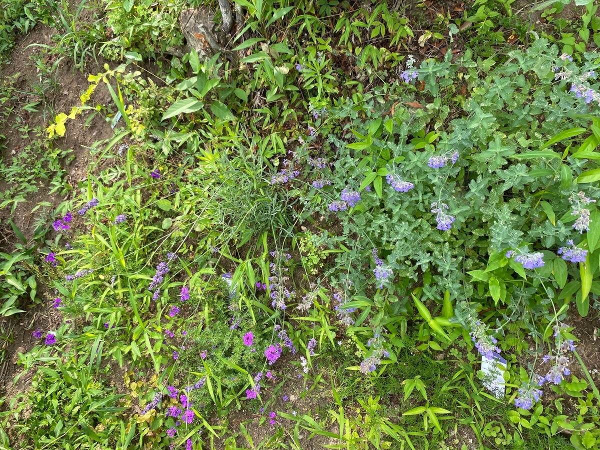 グランドカバー サントリー タピアン の成長と開花 裏庭の雑草エリアに植えて雑草抑制力を定点観測 パパの手間いらず庭づくり