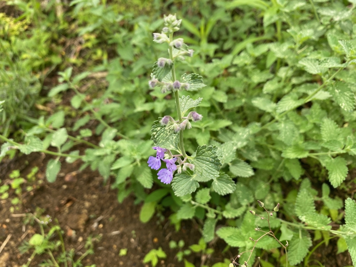 薄紫花とミントの香り 宿根草 キャットミント ウォーカーズロウ の１年間の成長と開花 パパの手間いらず庭づくり