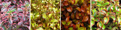 varieties of coprosma