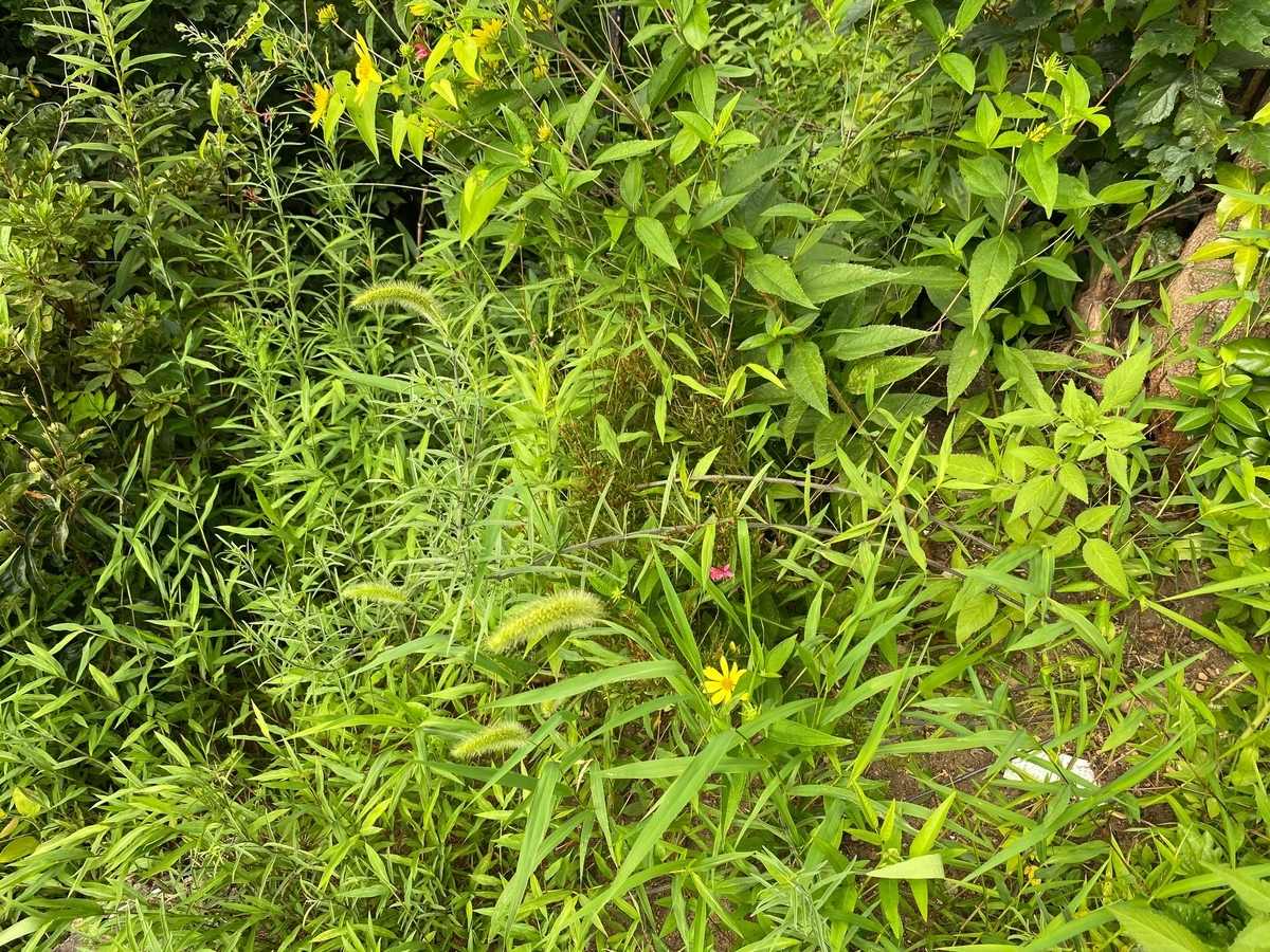 ピンク花のコンパクトガウラ グレース の成長と開花 パパの手間いらず庭づくり