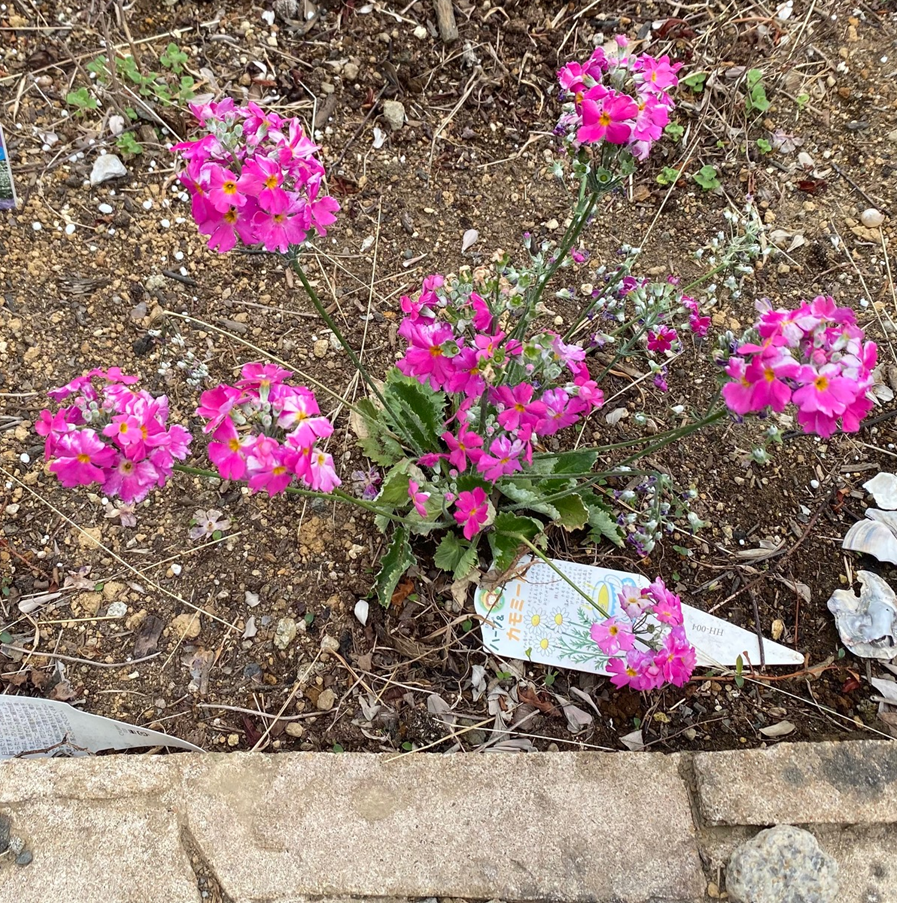 早春の花 シルバーリーフ 苗から育てた プリムラ マラコイデス 花壇に地植えの成長記録 パパの手間いらず庭づくり 早春の花 シルバーリーフ 苗から育てた プリムラ マラコイデス 花壇に地植えの成長記録 パパの手間いらず庭づくり