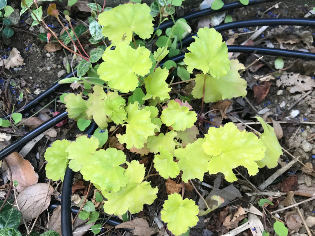 周囲を明るくする『黄色い葉っぱ（黄金葉）』の植物～実際に育てた