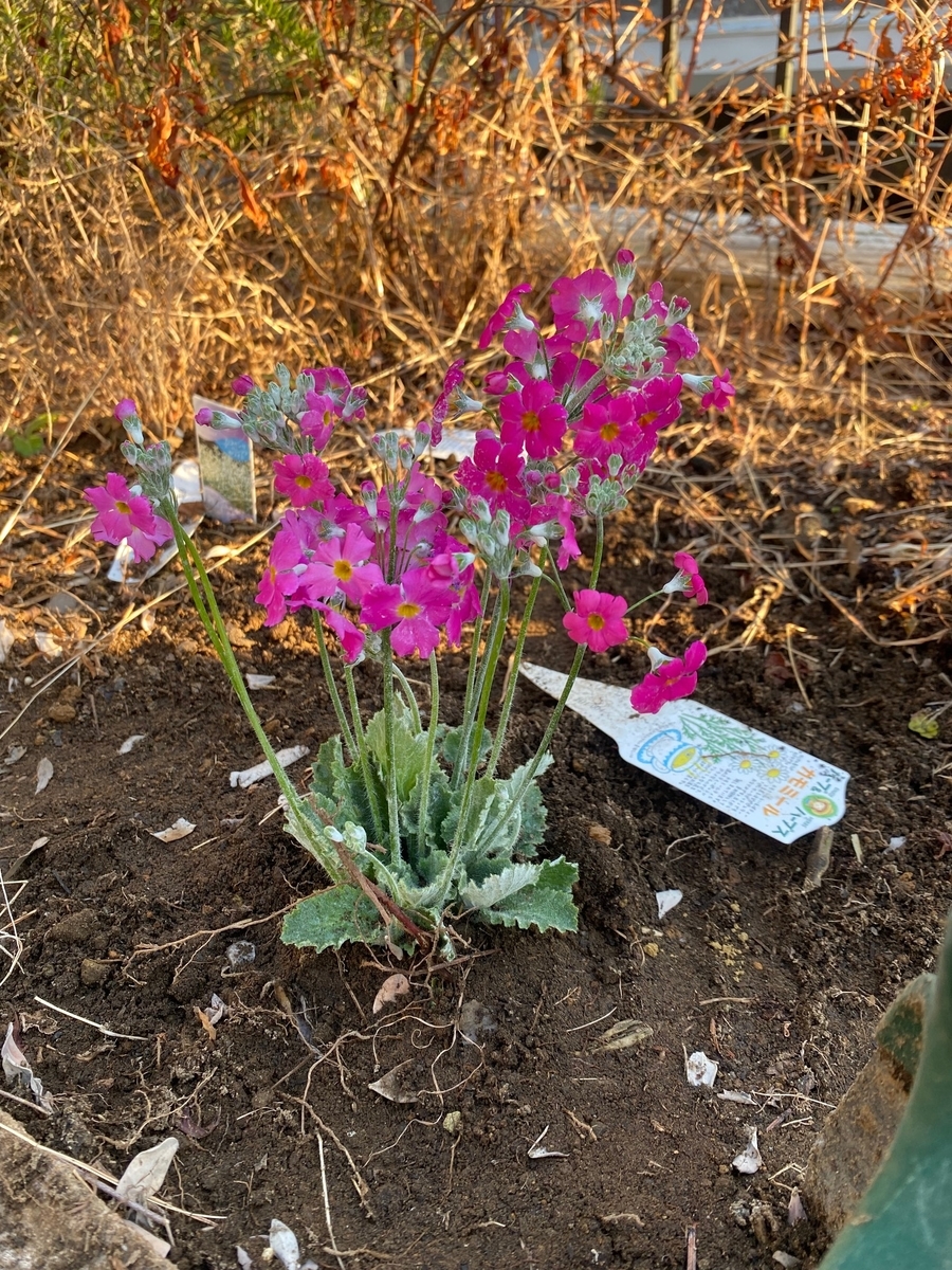 早春の花 シルバーリーフ 苗から育てた プリムラ マラコイデス 花壇に地植えの成長記録 パパの手間いらず庭づくり 早春の花 シルバーリーフ 苗から育てた プリムラ マラコイデス 花壇に地植えの成長記録 パパの手間いらず庭づくり