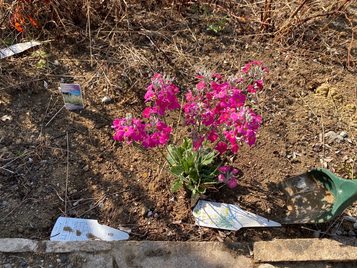 早春の花 シルバーリーフ 苗から育てた プリムラ マラコイデス 花壇に地植えの成長記録 パパの手間いらず庭づくり 早春の花 シルバーリーフ 苗から育てた プリムラ マラコイデス 花壇に地植えの成長記録 パパの手間いらず庭づくり