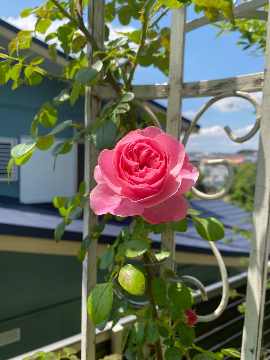 濃いピンクの半つる性バラ レオナルド ダ ビンチ の成長と開花 大苗を地植え ガーデンアーチに誘引して育成 パパの手間いらず庭づくり