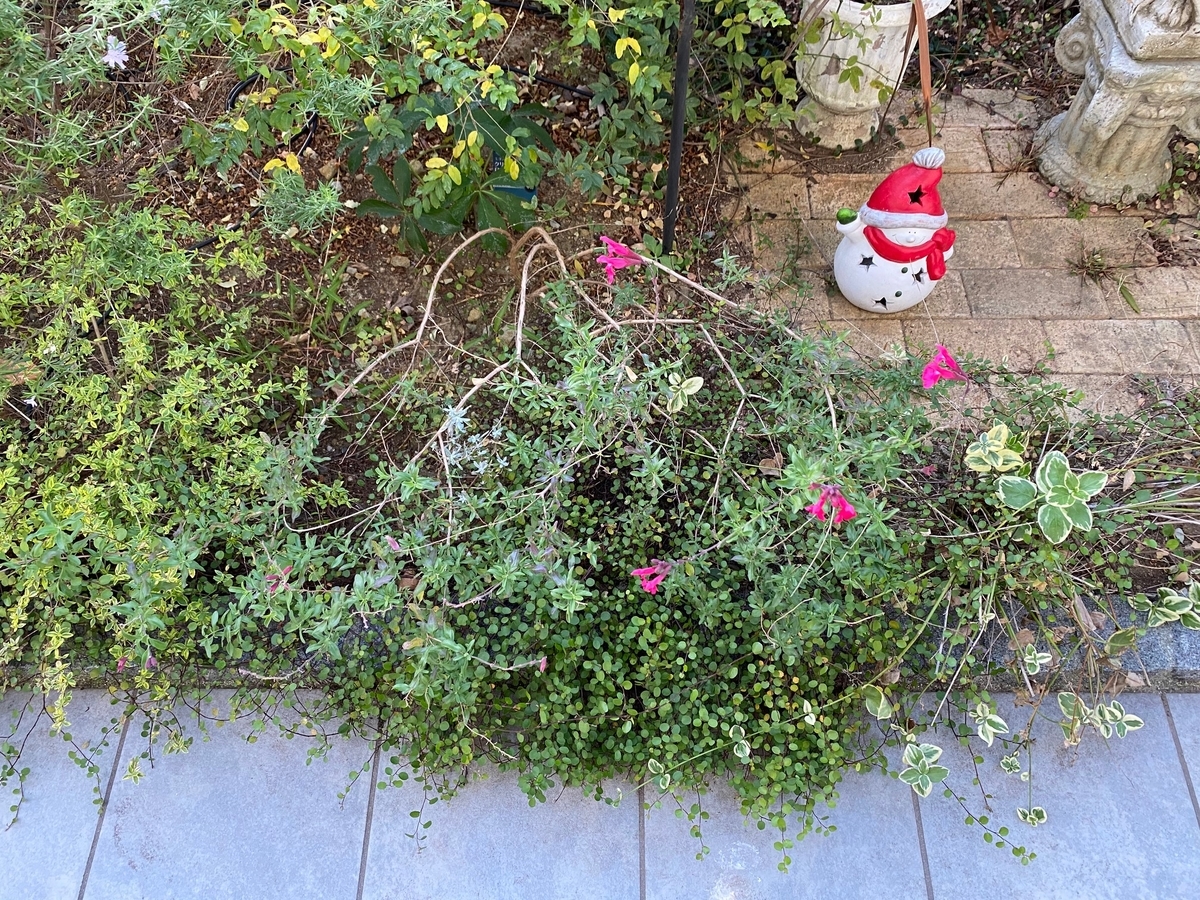 花期が5 12月と長い チェリーセージの成長記録と開花 庭に 赤 のアクセント パパの手間いらず庭づくり