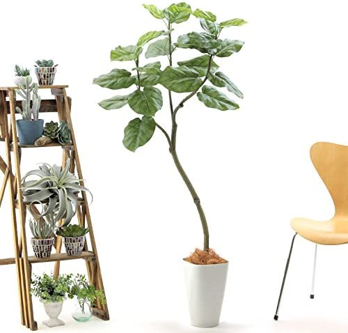 ウンベラータ　大型　観葉植物 観葉植物 フィカス ウンベラータ 8号 ノーマル ラッシュバスケット