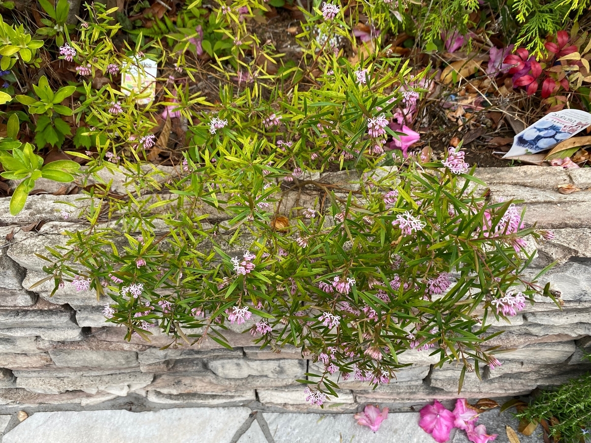 ピンク花が長く咲く！コンパクトな四季咲き『グレビレア・ピンク