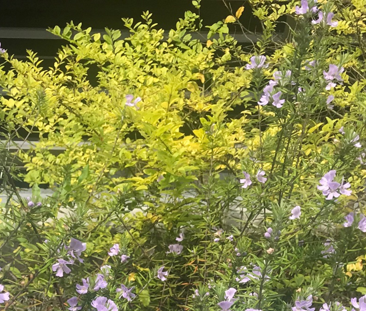 周囲を明るくする『黄色い葉っぱ（黄金葉）』の植物～実際に育てた