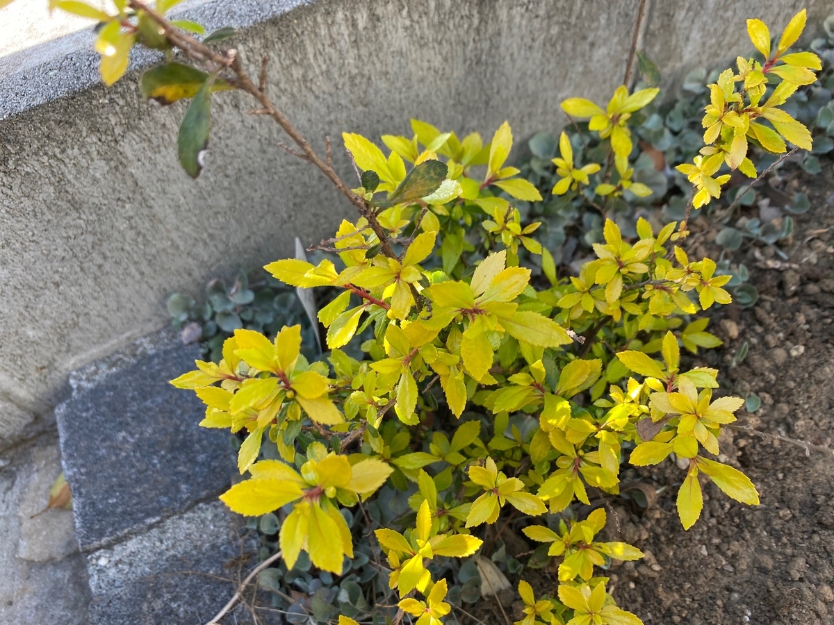 周囲を明るくする『黄色い葉っぱ（黄金葉）』の植物～実際に育てた
