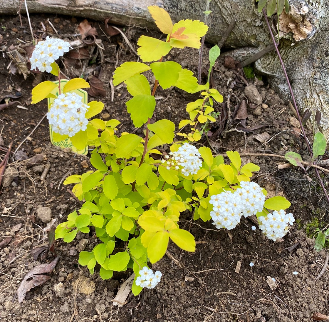 周囲を明るくする『黄色い葉っぱ（黄金葉）』の植物～実際に育てた